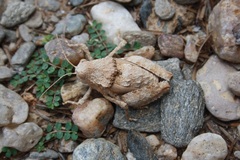 Trachypetrella anderssonii