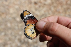 Danaus chrysippus orientis