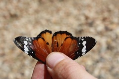 Danaus chrysippus orientis