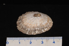 Patella