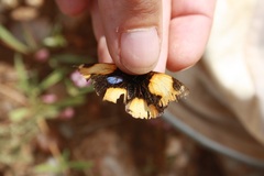 Junonia hierta cebrene