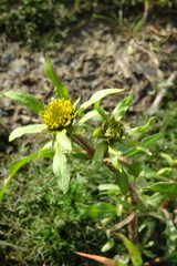 Bidens radiata