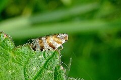 Tachycixius venustulus