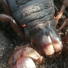 Parasitiformes