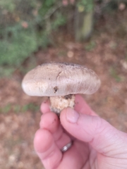 Tricholoma caligatum