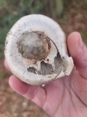 Tricholoma caligatum