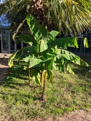 Musa basjoo