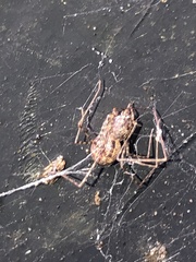 Scytodes globula
