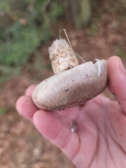 Tricholoma caligatum