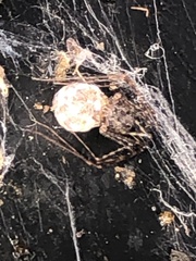 Scytodes globula