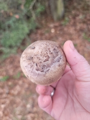 Tricholoma caligatum