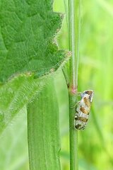 Tachycixius venustulus