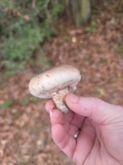 Tricholoma caligatum