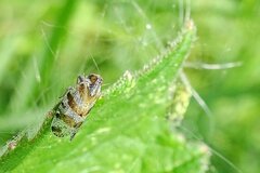 Tachycixius venustulus