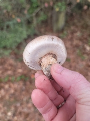 Tricholoma caligatum