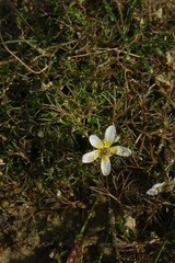 Ranunculus trichophyllus