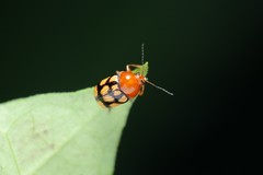 Cryptocephalus luteosignatus