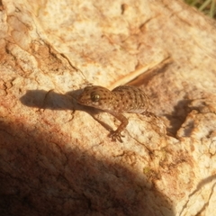 Pachydactylus affinis