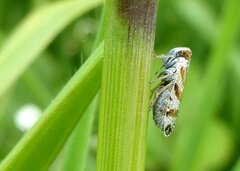 Tachycixius venustulus