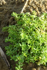 Callitriche palustris