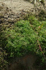 Ranunculus trichophyllus