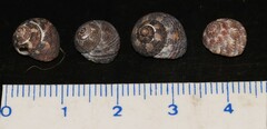 Steromphala umbilicaris