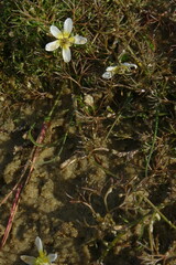 Ranunculus trichophyllus