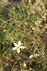 Ranunculus trichophyllus