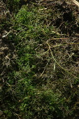 Ranunculus trichophyllus