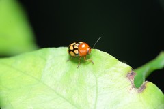 Cryptocephalus luteosignatus