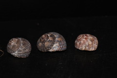 Steromphala umbilicaris