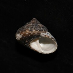 Steromphala umbilicaris