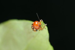 Cryptocephalus luteosignatus