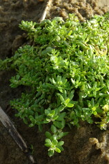 Callitriche palustris