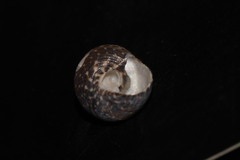 Steromphala umbilicaris