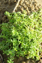 Callitriche palustris