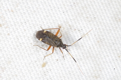Closterotomus biclavatus