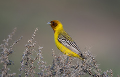 Emberiza bruniceps
