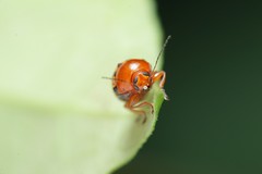 Cryptocephalus luteosignatus