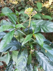 Chassalia curviflora