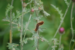 Acronicta auricoma