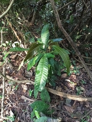 Magnoliopsida