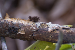 Stemonitis