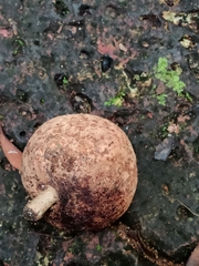 Hydnocarpus pentandrus