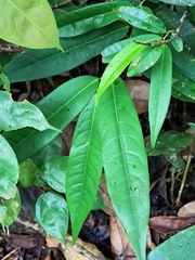 Magnoliopsida