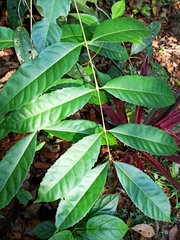 Magnoliopsida