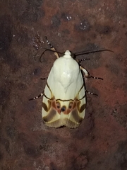 Eusceptis irretita