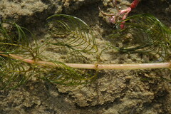Myriophyllum sibiricum