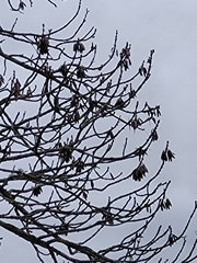 Fraxinus angustifolia