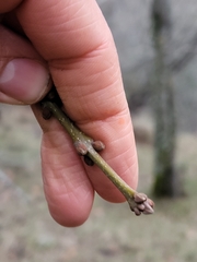 Fraxinus angustifolia